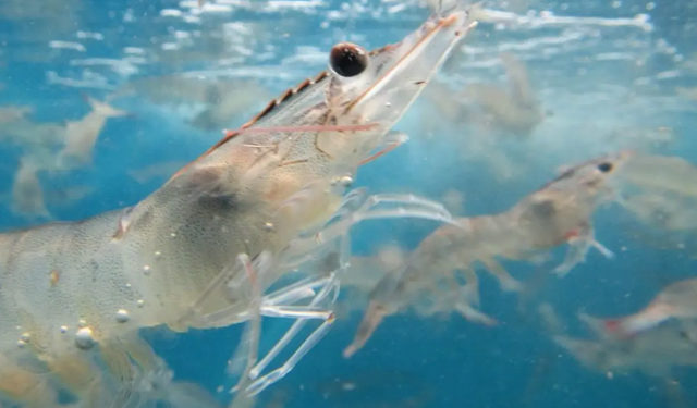 piscicoltura su terraferma