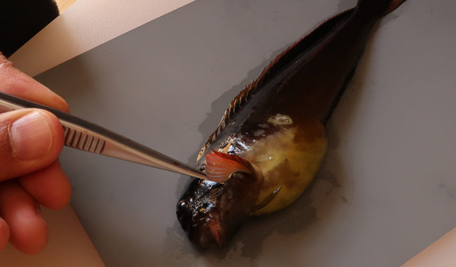 ISPRA - specie aliene