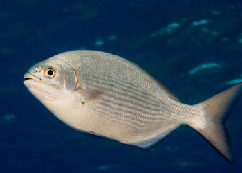 Il progetto Krumbs impiegato per l'alimentazione dei pesci in acquacoltura