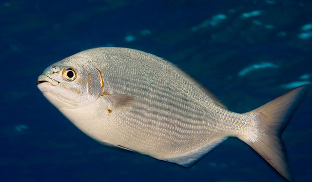 Il progetto Krumbs impiegato per l'alimentazione dei pesci in acquacoltura