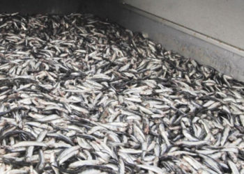 Produzione illegale di farina di pesce