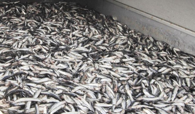 Produzione illegale di farina di pesce