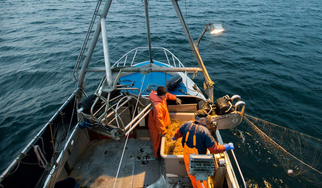 Merluzzo nel Mar Baltico