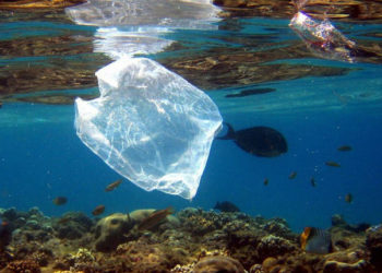 Greenpeace: la plastica minaccia la salute umana