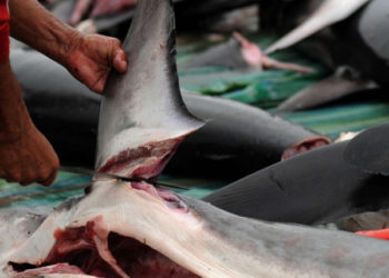 Shark finning