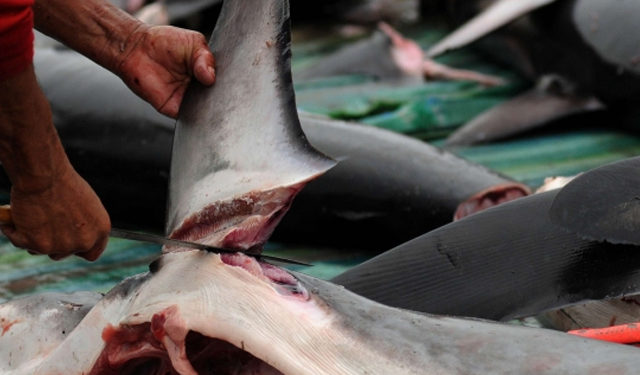 Shark finning