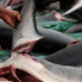 Shark finning