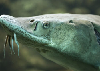 Storione. Produzione di caviale