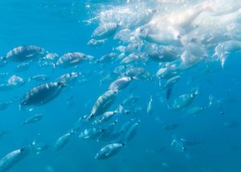 Cambiamenti climatici ed effetti preoccupanti sugli oceani