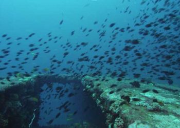 Oceana invita la nuova Commissione europea a rendere gli oceani parte del Green Deal dell'Ue