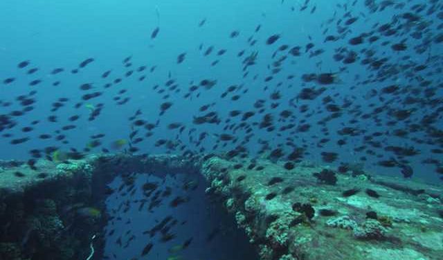 Oceana invita la nuova Commissione europea a rendere gli oceani parte del Green Deal dell'Ue