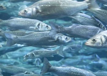 fitogenici come un potenziale ingrediente funzionale