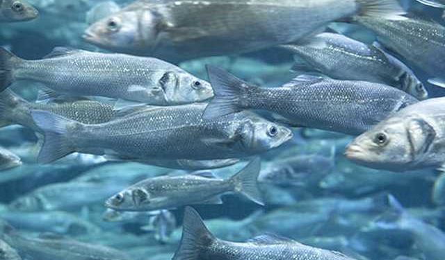 fitogenici come un potenziale ingrediente funzionale