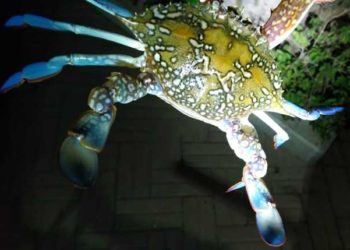 Invasione nel Mediterraneo del granchio blu del Mar Rosso