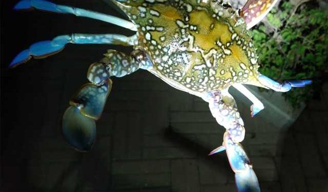 Invasione nel Mediterraneo del granchio blu del Mar Rosso