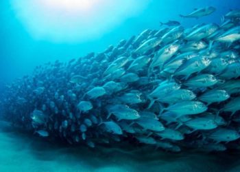 Consiglio Ue su oceani e mari. Our Fish occorrono garanzie che le proposte di possibilità di pesca seguano i pareri scientifici
