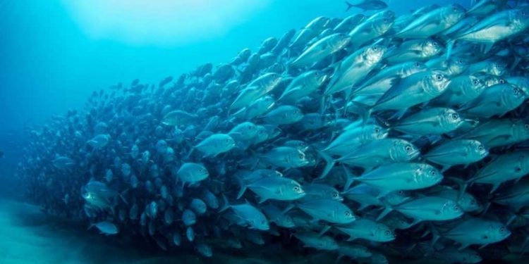 Consiglio Ue su oceani e mari. Our Fish occorrono garanzie che le proposte di possibilità di pesca seguano i pareri scientifici