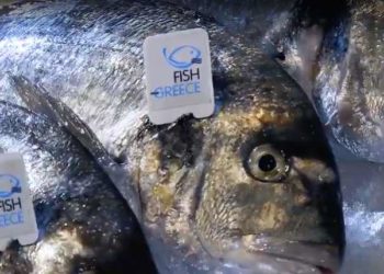 Fish from Greece