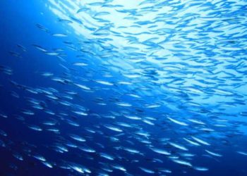 Cambiamenti climatici: l'Ue sottolinea la necessità di affrontare gli impatti dei cambiamenti climatici sugli oceani