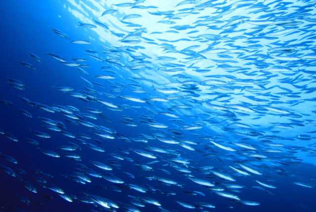 Cambiamenti climatici: l'Ue sottolinea la necessità di affrontare gli impatti dei cambiamenti climatici sugli oceani