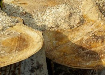 dalla segatura mangimi per acquacoltura