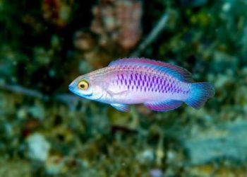 pesce di nome Wakanda