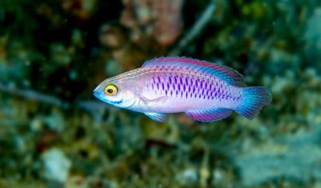 pesce di nome Wakanda