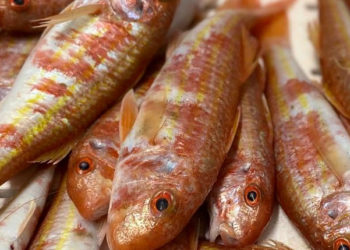 Sealogy dal 6 all'8 marzo a Ferrara Fiere