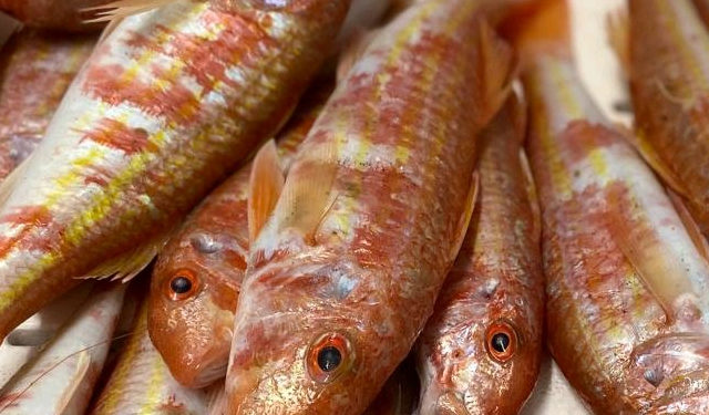 Sealogy dal 6 all'8 marzo a Ferrara Fiere