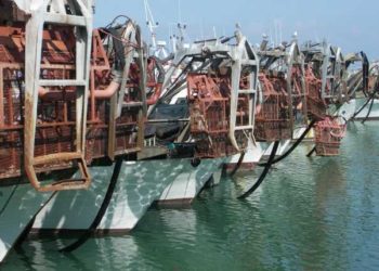 Alleanza Cooperative bene via libera Ue a deroga taglia vongole per 2020