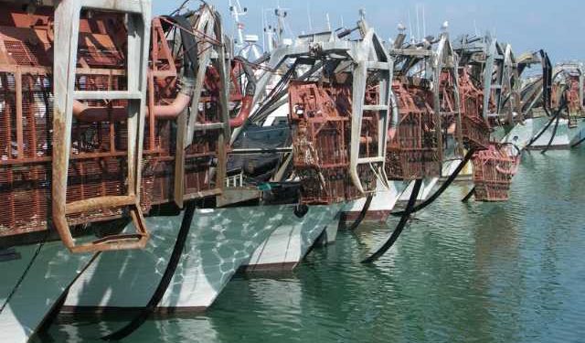 Alleanza Cooperative bene via libera Ue a deroga taglia vongole per 2020