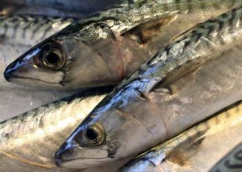 Un'analisi del DNA per identificare la corretta specie di sgombro