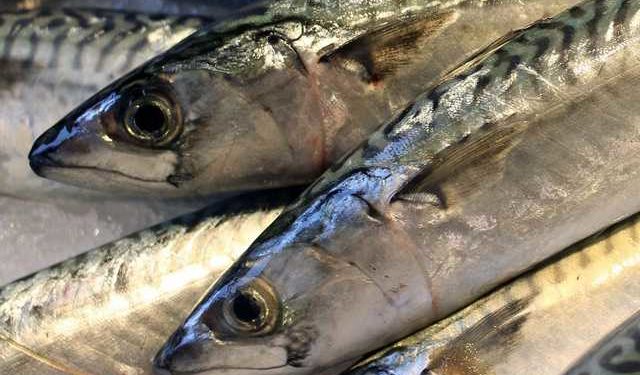 Un'analisi del DNA per identificare la corretta specie di sgombro