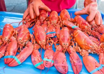 L'aumento delle temperature oceaniche sta provocando l'impoverimento delle aragoste nel Maine