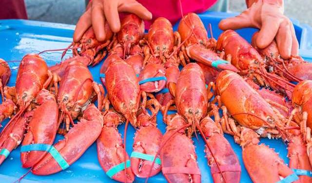 L'aumento delle temperature oceaniche sta provocando l'impoverimento delle aragoste nel Maine