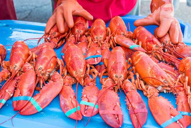 L'aumento delle temperature oceaniche sta provocando l'impoverimento delle aragoste nel Maine