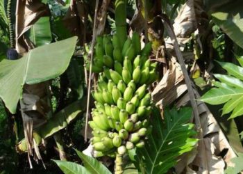 Un'opzione per ottenere diete più sostenibili in acquacoltura