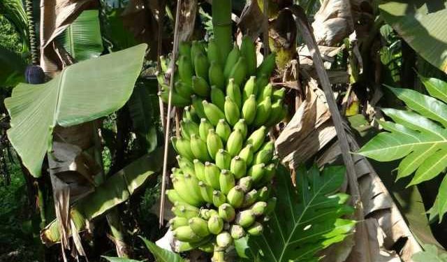 Un'opzione per ottenere diete più sostenibili in acquacoltura