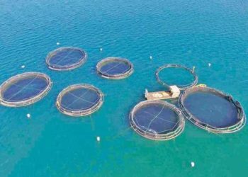 barramundi dello Sri Lanka