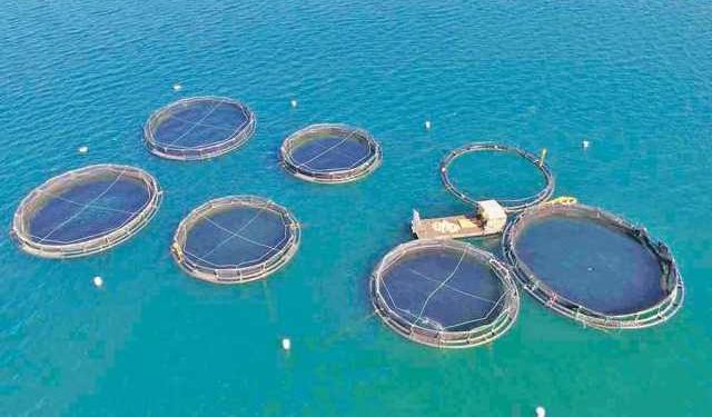 barramundi dello Sri Lanka