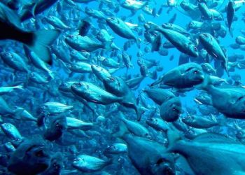 MiAlgae prevede di fornire sia il mercato degli alimenti per animali domestici sia quello per l'industria dell'acquacoltura