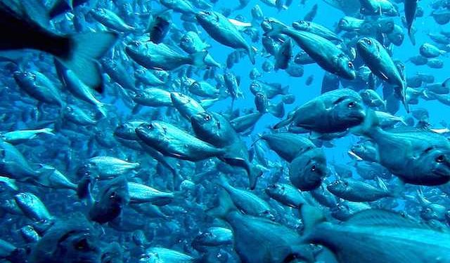 MiAlgae prevede di fornire sia il mercato degli alimenti per animali domestici sia quello per l'industria dell'acquacoltura