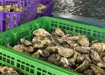 AMA: Sostegno unanime alla riduzione dell'IVA sull'ostrica