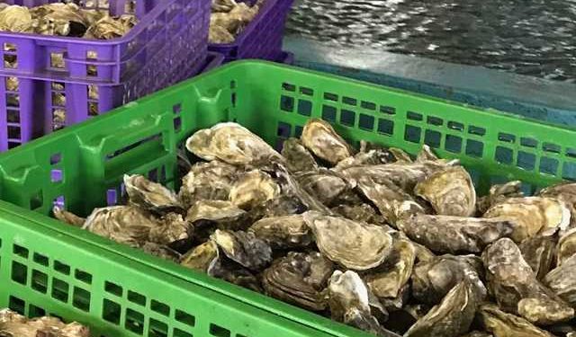 AMA: Sostegno unanime alla riduzione dell'IVA sull'ostrica