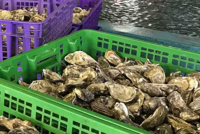 AMA: Sostegno unanime alla riduzione dell'IVA sull'ostrica