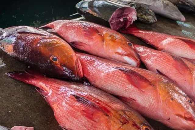 settore pesca Seychelles
