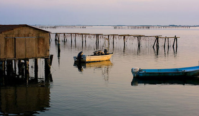 Vongole e cozze Sacca di Scardovari