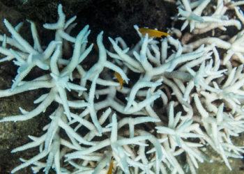 sbiancamento barriera corallina Australia