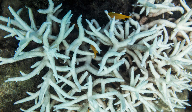 sbiancamento barriera corallina Australia