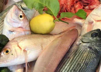Dal 4 maggio riprenderà la pesca stagionale all’acciuga
